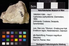 Foto (Objket + Etiketten) von Cyphonotus oxythyreiformis (Gemmellaro, 1869) 